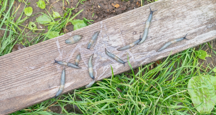 a wooden board that has been flipped over and is now lying in the grass revealing multiple slugs that were crawling beneath the board